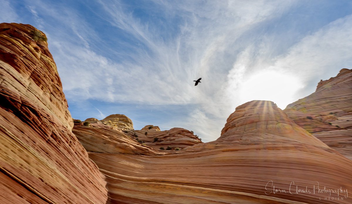Hiked 🥾 #TheWave 🌊 and found a #sunflare with a #vulture😎📷. #coyotebuttes #arizona #nature #geology #rockformation #travel #thewavearizona #hiking #sandstone #coyotebuttesnorth #nikonoutdoors #nikonoutdoorsusa #zcreators #z7ii #natgeophotos #natgeoyourshot_ @riyets @discovery