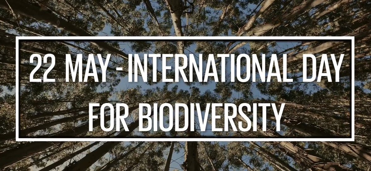 🌱The #BiodiversityPlan sets the world on a path to halt & reverse biodiversity loss. 🛣️Strides have been made, but there's a long way to go from agreement to action. As we approach #BiodiversityDay on 22 May, join us in being #PartOfThePlan: vimeo.com/930041452/97ab…
