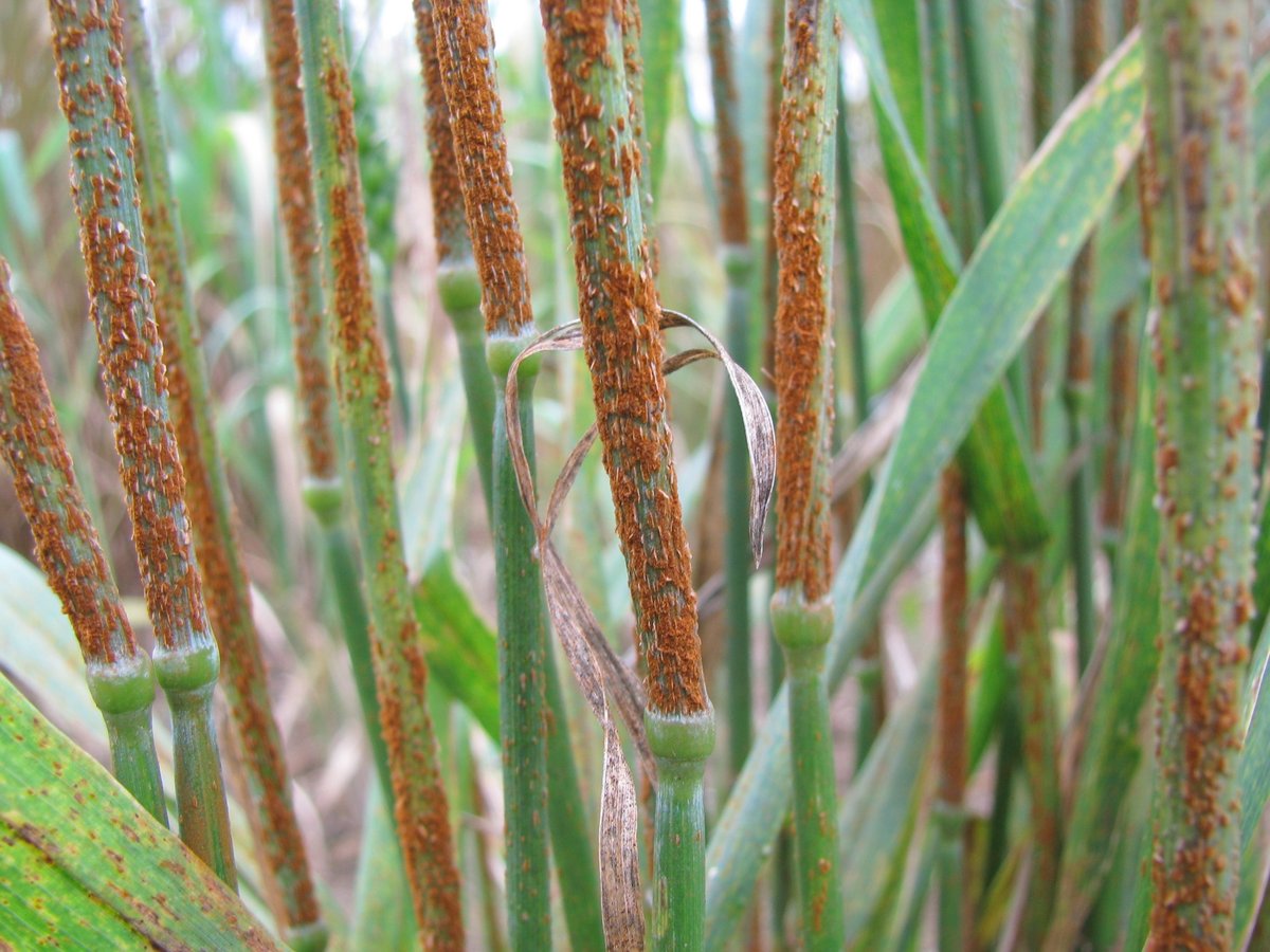 Zacharias Pretorius tweet media