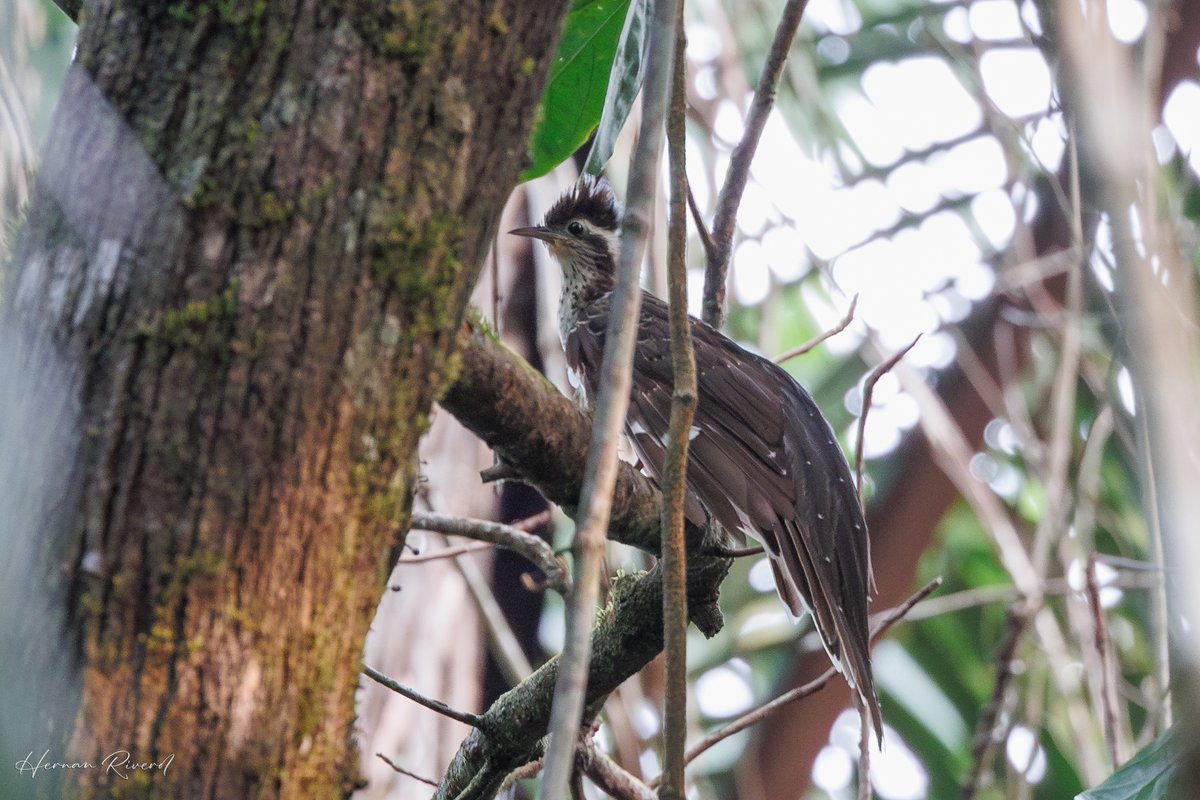 Happy to finally see and photograph the elusive Pheasant Cuckoo (Dromococcyx phasianellus) as part of #GlobalBigDay 2024.
Belize LIFER #473
Tapir Mountain Nature Reserve, Belize
11 May 2024
#BirdsOfBelize #BirdsSeenIn2024 #birds #birdwatcher #BirdsOfTwitter #BirdsofX