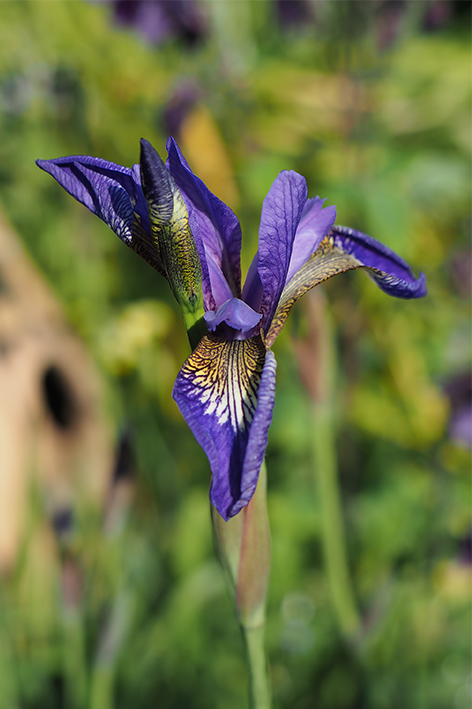 Iris sibirica, Siberian Flag Iris, opening today