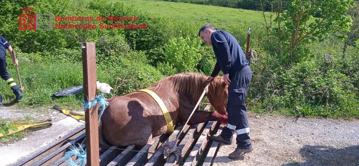 bomberos_na's tweet image. Intervenimos la mañana del #domingo en #Espinal (#Erro) para rescatar a  una yegua atrapada en un paso canadiense en el alto de #Garralda 

Antes de la extracción un #veterinario seda al animal  

#ParqueBurguete