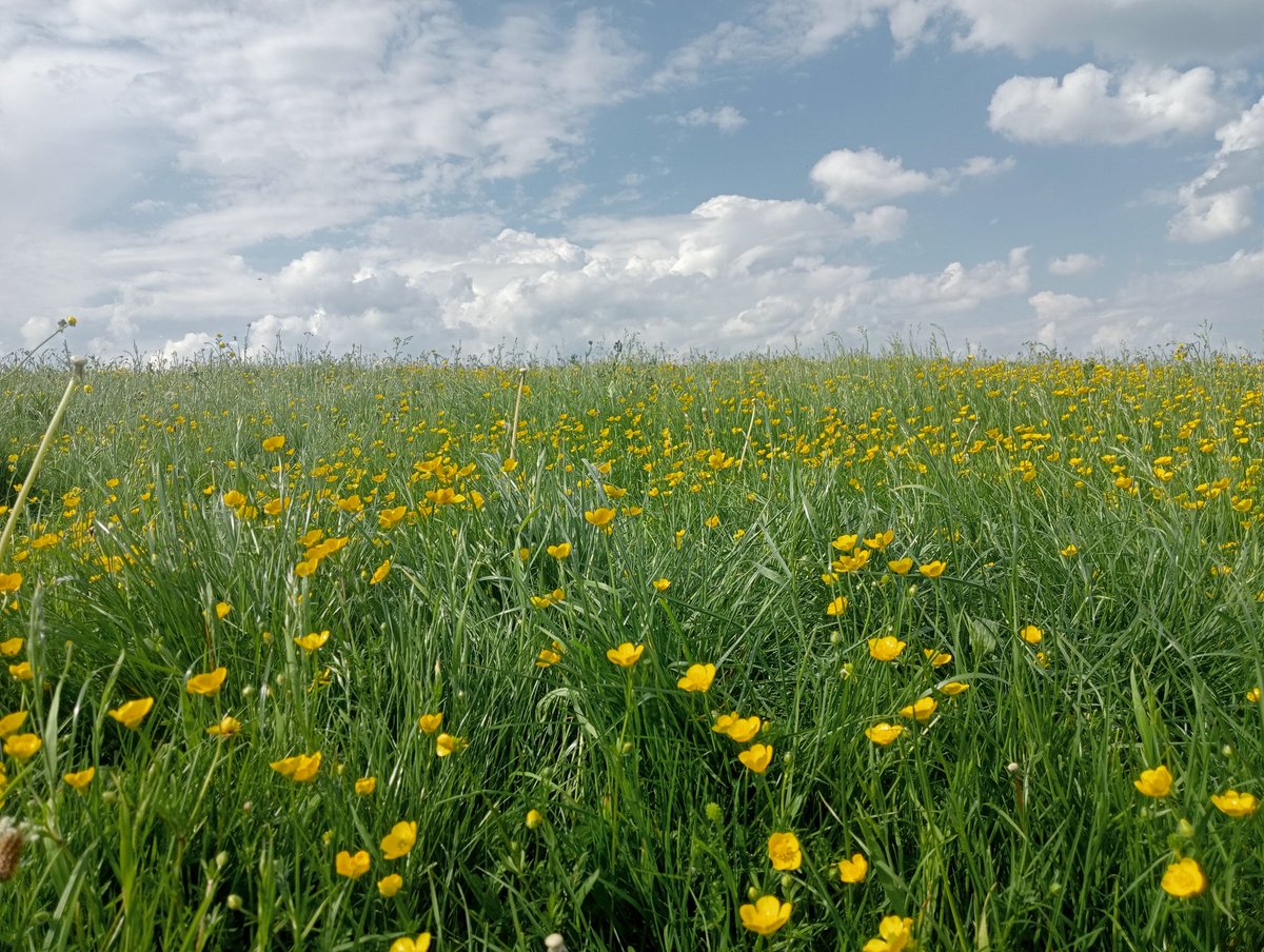 worksovart's tweet image. I didn&apos;t realise how close Solsbury Hill is to where I live. I decided to visit it this afternoon. Very steep, with wonderful views of Bath. I might write a song about the place, but I can&apos;t think of what to call it.
#Solsburyhill 
#PeterGabriel 
#Genesis