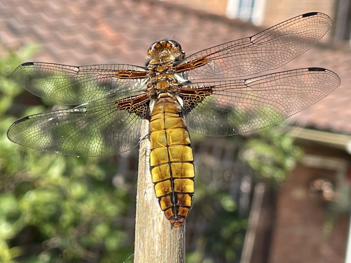 Broad-bodied #Chaser , one of two basking in the garden this afternoon #dragonflies #wildlifegardening @BDSdragonflies @NorfolkNats