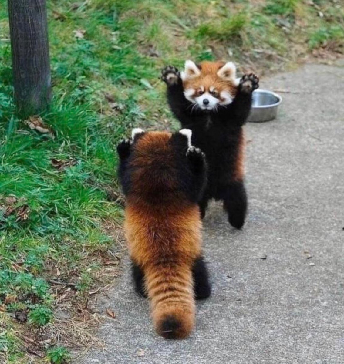 This can be a hard day for people so here are some red pandas making themselves look as big and as brave as they can