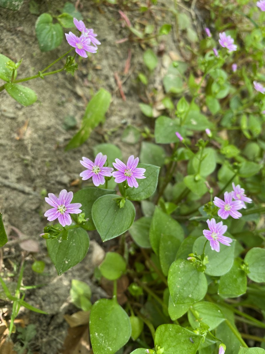 Some new plants I've learnt from noticing their pretty pink #flowers while out walking this weekend: the #neophytes Fairy Foxglove (Erinus alpinus) & Pink Purslane (Claytonia sibirica) #wildflowerhour @BSBIScotland