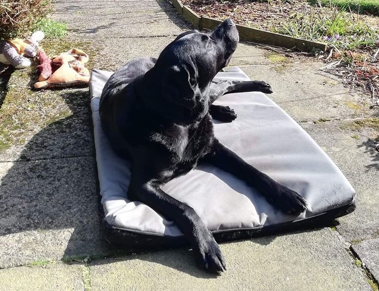 With the lovely weather we have had this weekend, so many of us have enjoyed the return of the sun. Billy has manged to get his mat in the perfect place to take in this lovely weather. Remember to drink lots of water Billy and when it gets too hot find some shade.