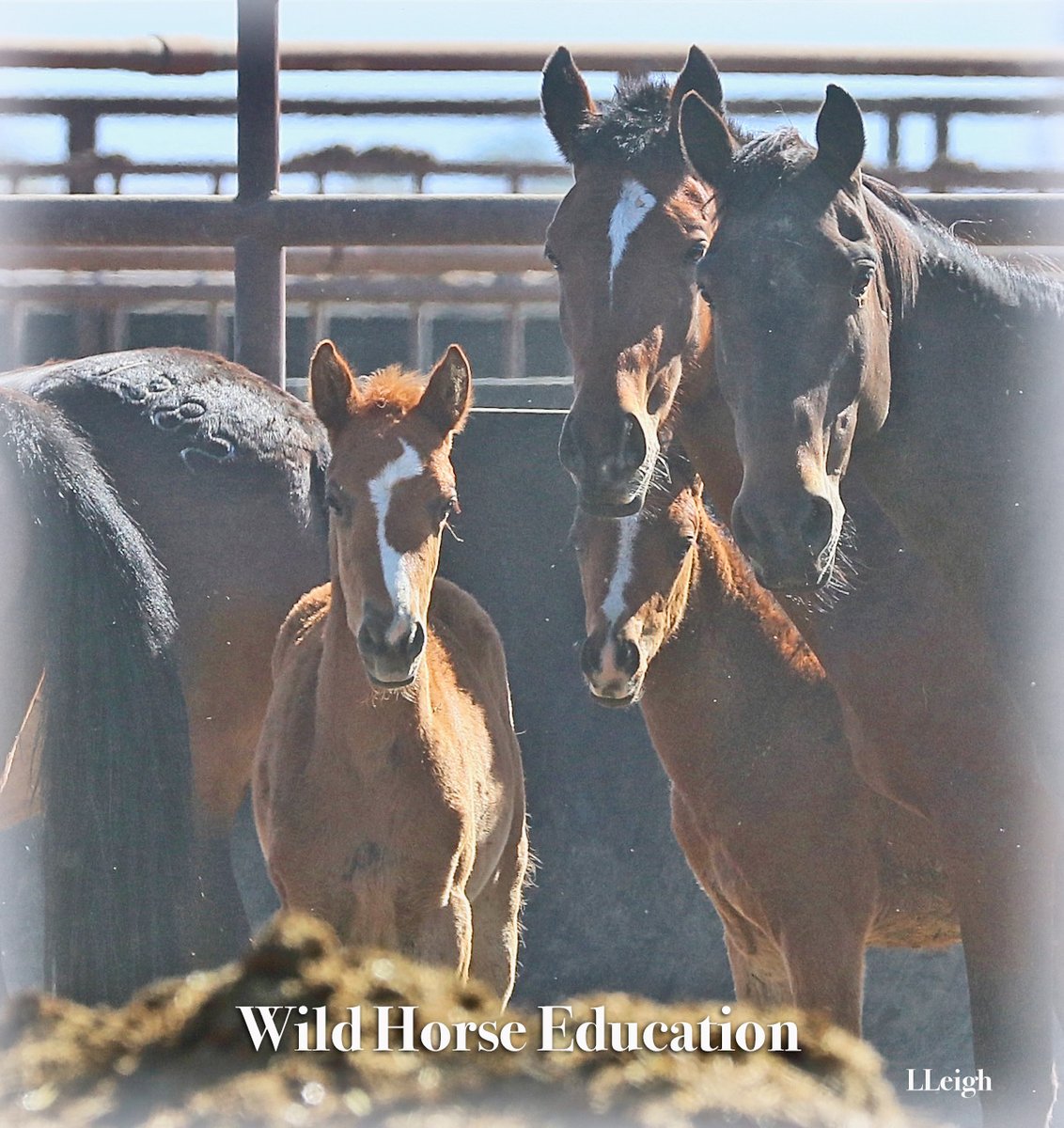 The mare & foal, the aunties & grandma.
Mares free teaching the ways of the wild & herd wisdom. Those captured that try so hard to keep family together in an unnatural world and provide protection. 
Wild or free, we honor you this #MothersDay #wildhorses
WildHorseEducation.org