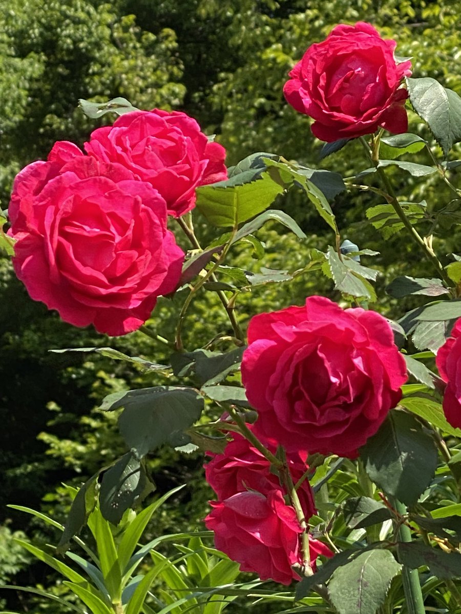 おはようございます✨🍀今朝は雨が降っています✨☔️☔️穏やかな一日になりますように✨✨🌹🍀😊
#戦争は要らない
#如何なる差別には絶対反対です
#不正政治家は許さない