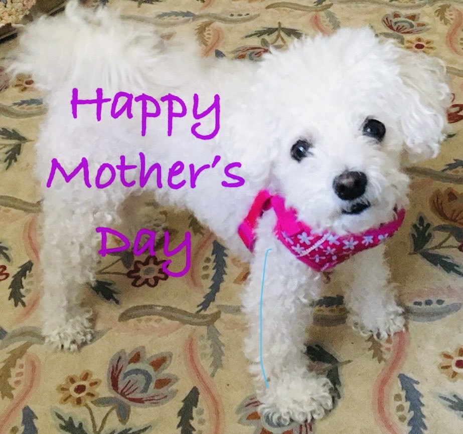The world is a better place because of you!   #mothersday #dogmom #furmom #humom #DogsofTwitter