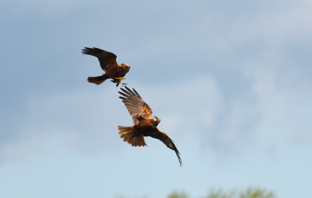 A bit of Marsh Harrier action on the Somerset levels recently