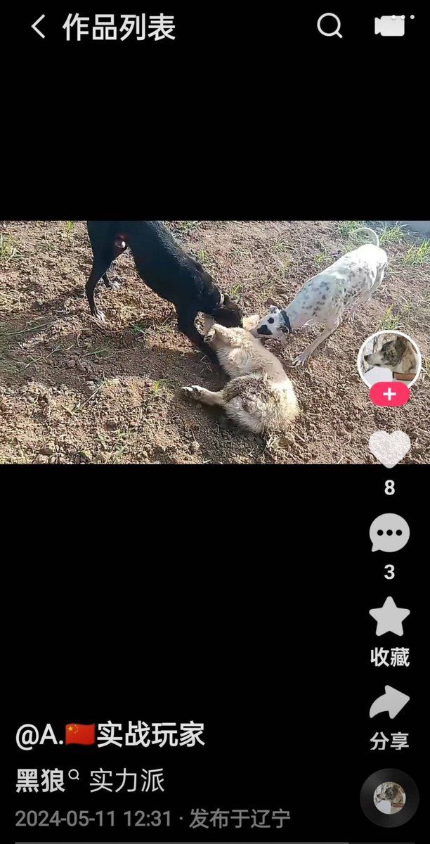 Chinese entertainment projects, training dogs to kill stray dogs. 
They set up accounts to publish this kind of video, which attracts a large number of fans.
Seeing the same kind kills each other definitely will make Chinese men erect.🤡🤡🤡
#AnimalCruelty,
#China #BoycottChina