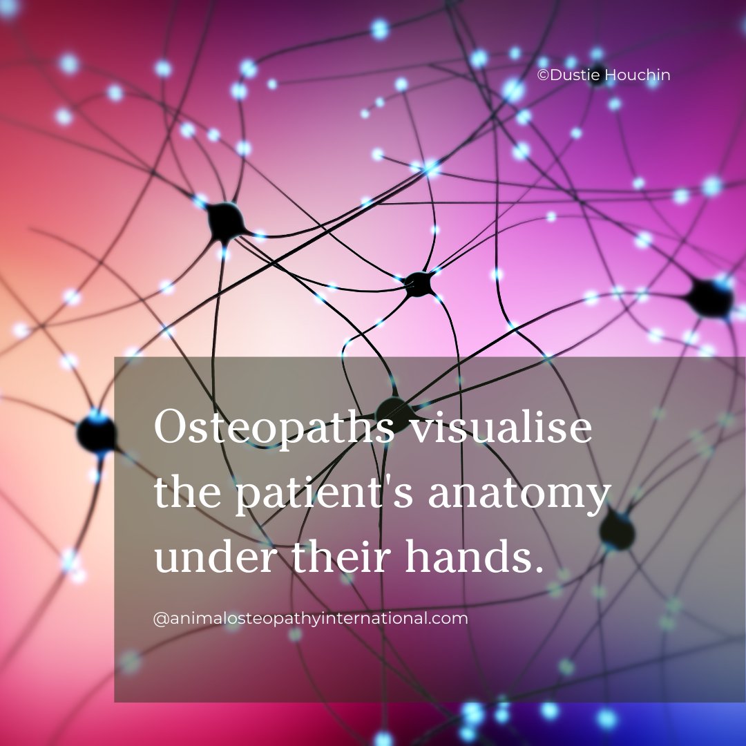 It's true! A good osteopath is able to envisage every muscle, tendon and ligament under their hands. It is with this skill that they are able to investigate and discover problems that many other MSK practitioners cannot overcome. Want to know more? rebrand.ly/AOITraining