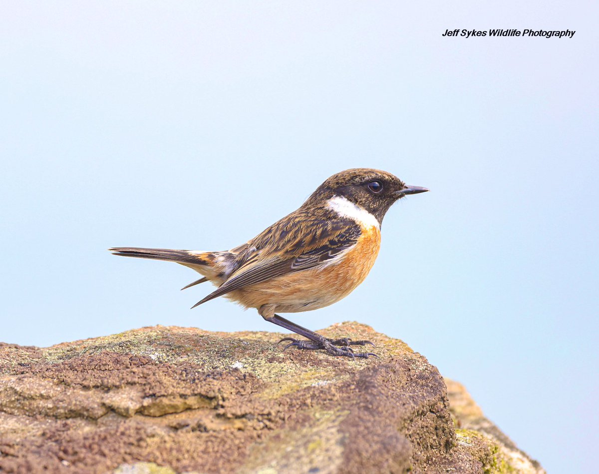 Any shots on the rocks I’m going to start with this Male Stonechat earlier today