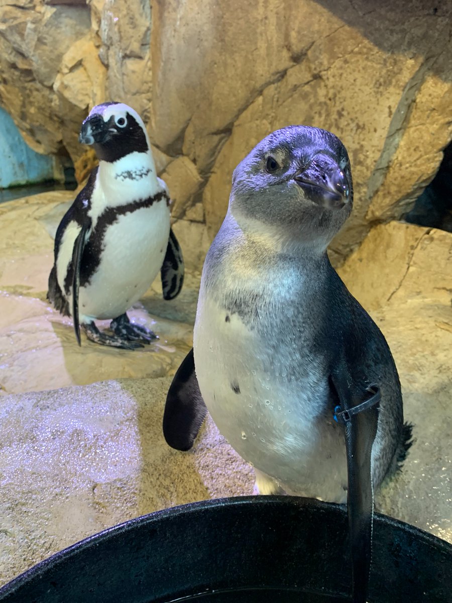 Happy Mother's Day to the Mom in your life - including our very own African penguin Hubig! 🐧 Hubig is the Mom of African penguin chicks Moon (first picture) and Calypso (second picture).