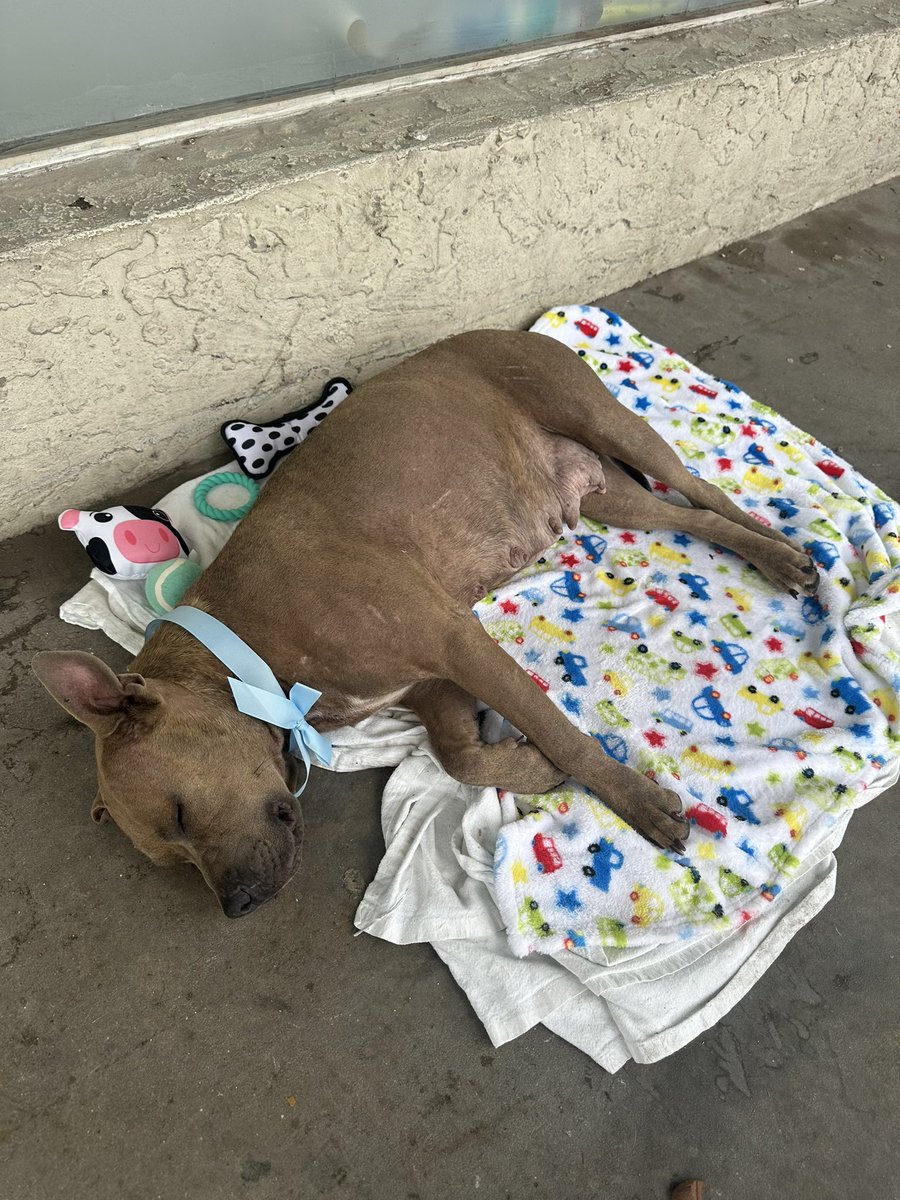 Beautiful hippo-like pitbull was dumped South Side of SA in front of a store, my sister and some teenage girls bought food & blankets. She was obviously used for breeding and discarded after her last litter of puppies. Called ACS but she deserves a loving home! RT please!