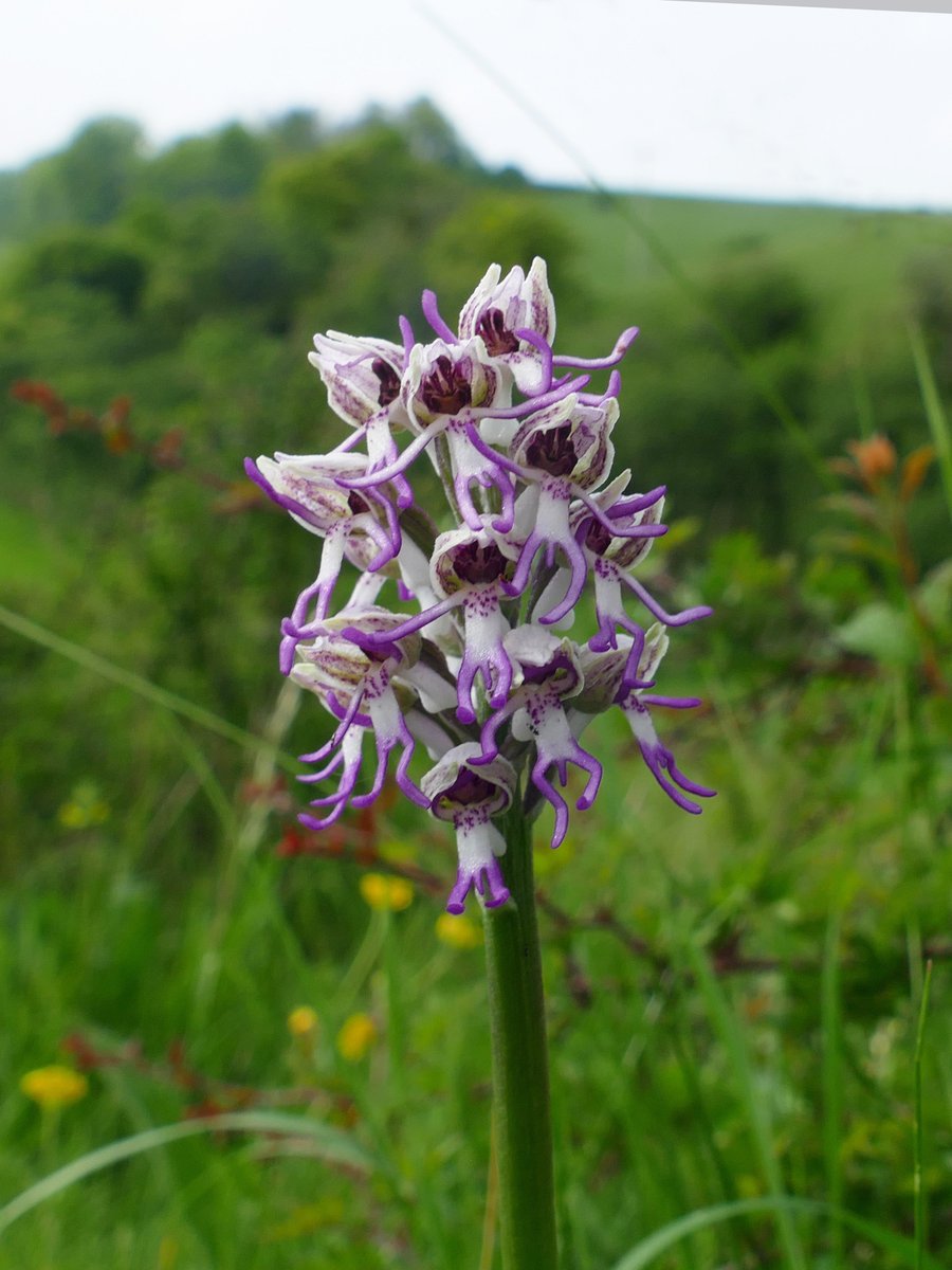 Orchids from a visit yesterday to Hartslock nature reserve - a lady-monkey hybrid in woodland and a monkey orchid in the grassland outside the main reserve. #wildflowerhour