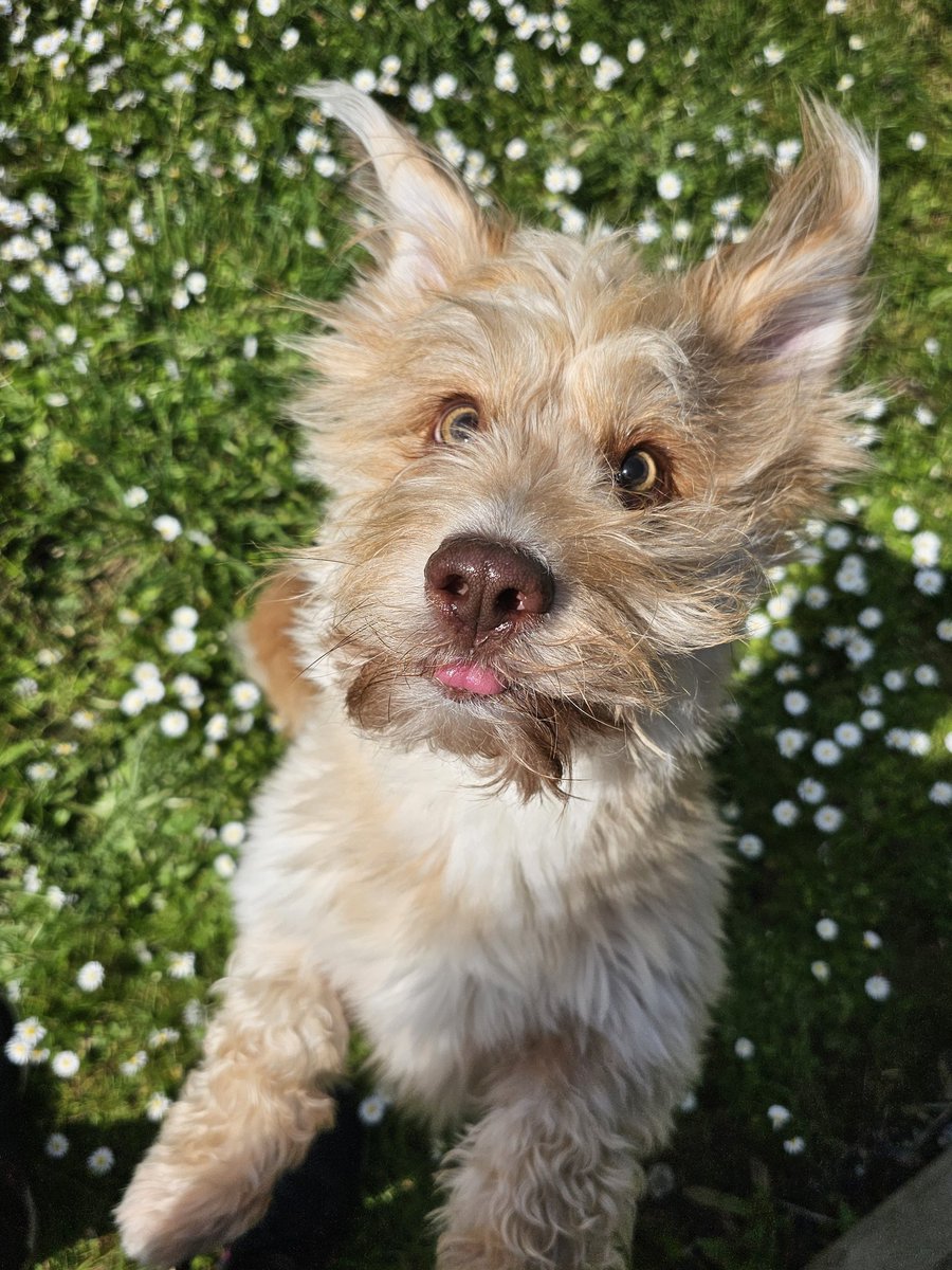 Two of my #puncpets enjoying the weather this weekend.