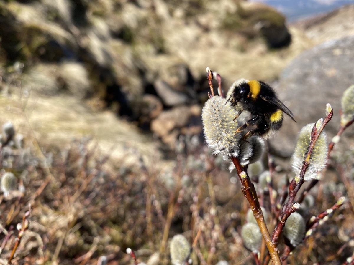 Fascinated to see flowers of the high-altitude Downy Willow (Salix lapponum) at #Corrour absolutely hoaching with queen White-tailed Bumblebees (Bombus lucorum) this week. The montane willows provide a vibrant nectar source for pollinators in the uplands 😍🤗🐝🐝 #WildflowerHour