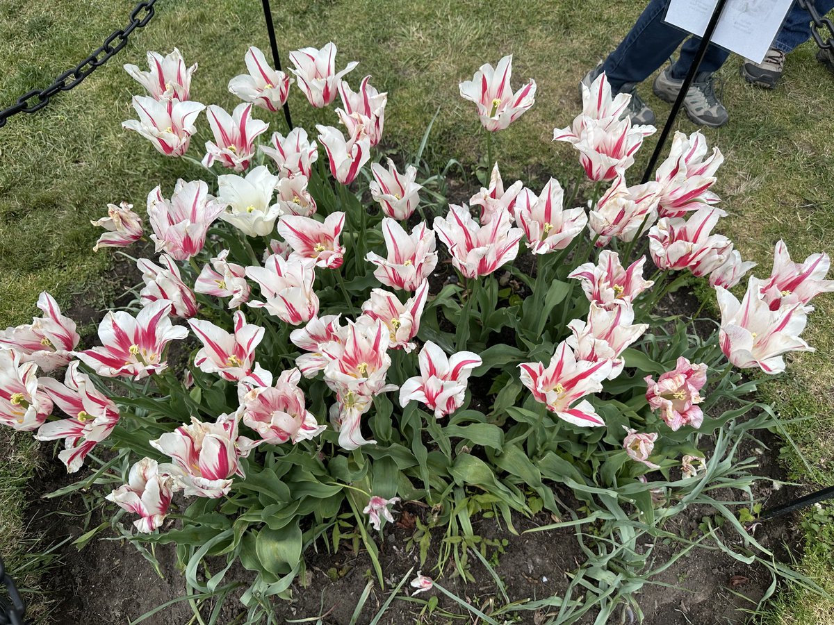 Albany, New York Tulip Fest 2024 #upstateny #spring2024 #washingtonpark #tulips