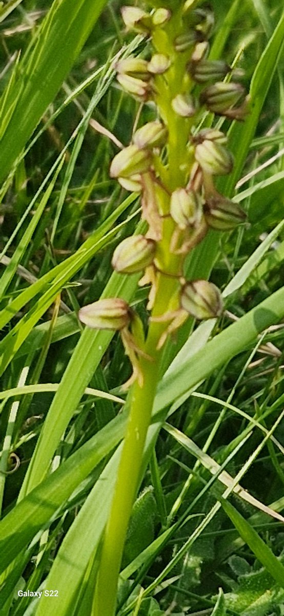 LGa377's tweet photo. Man Orchid Barnack Hills@ukorchids https://t.co/6kSXwjEos6