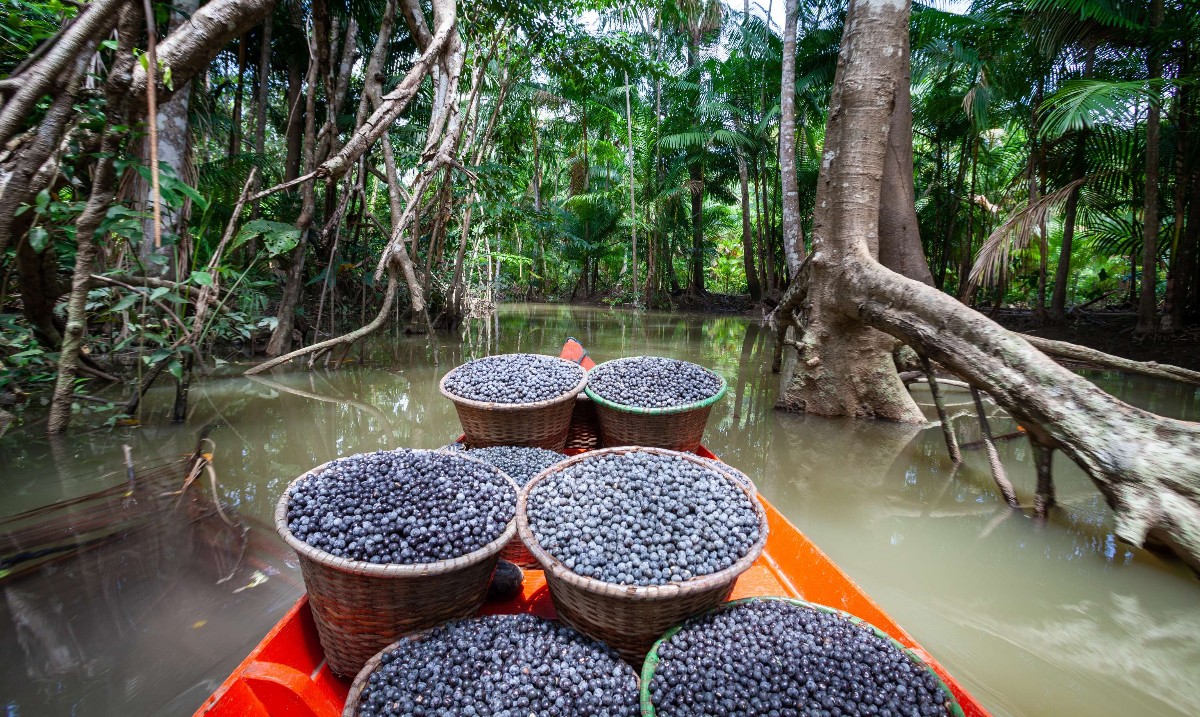 Gray Line (@grayline) on Twitter photo #Açaí berries grow in the swamps of the #AmazonRiver. Harvesters clear a path through the #rainforest with their machetes to reach the trees, then climb up to 70 feet to pluck the fruit. They have become popular worldwide because of their health benefits.
<a href="/graylinebrazil/">Gray Line Brazil</a> #Açaí berries grow in the swamps of the #AmazonRiver. Harvesters clear a path through the #rainforest with their machetes to reach the trees, then climb up to 70 feet to pluck the fruit. They have become popular worldwide because of their health benefits.
<a href="/graylinebrazil/">Gray Line Brazil</a>
