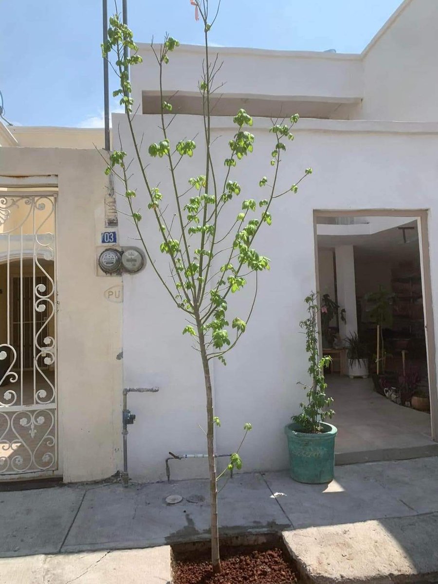 HtTrejo's tweet photo. Rompan la banqueta de su casa y siembren un árbol 🌳 

El mundo lo necesita, nuestros hijos, nuestros nietos lo agradecerán 🙏 https://t.co/LvFZX88C1i