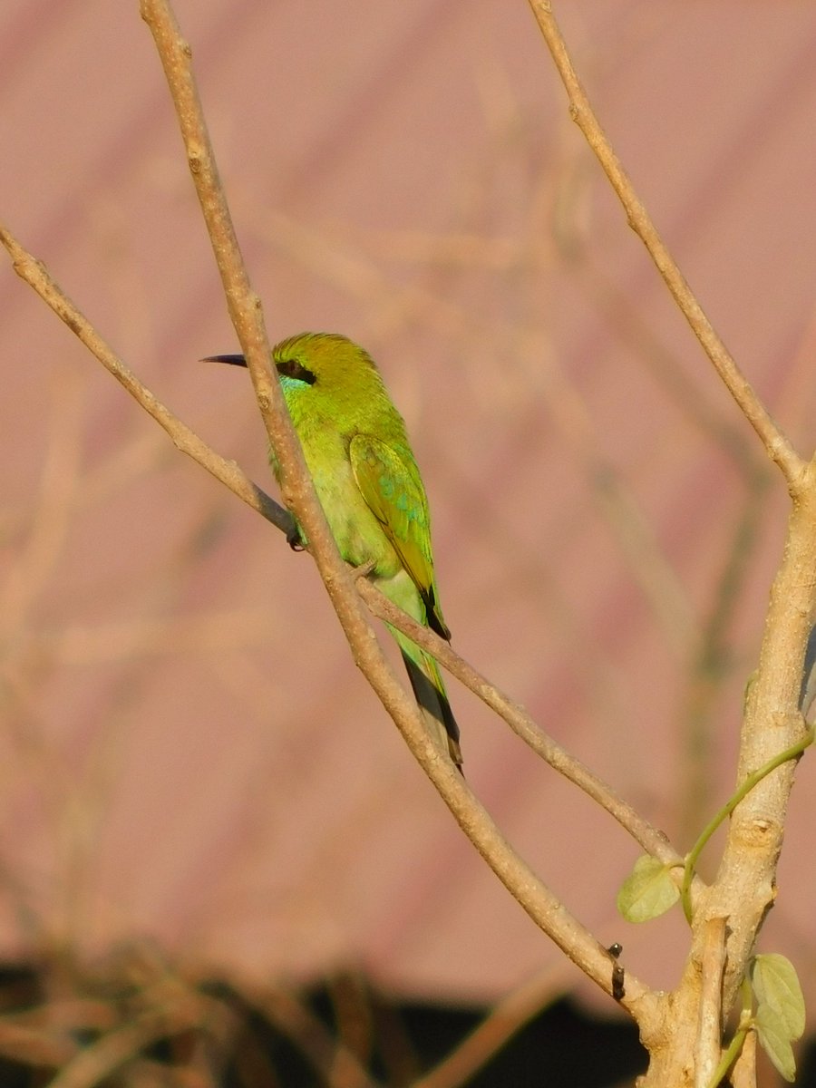 Green bee eater #TwitterNatureCommunity #IndiAves #NaturePhotography #BBCWildlifePOTD #NatureBeauty #BirdsOfTwitter #Birds2024