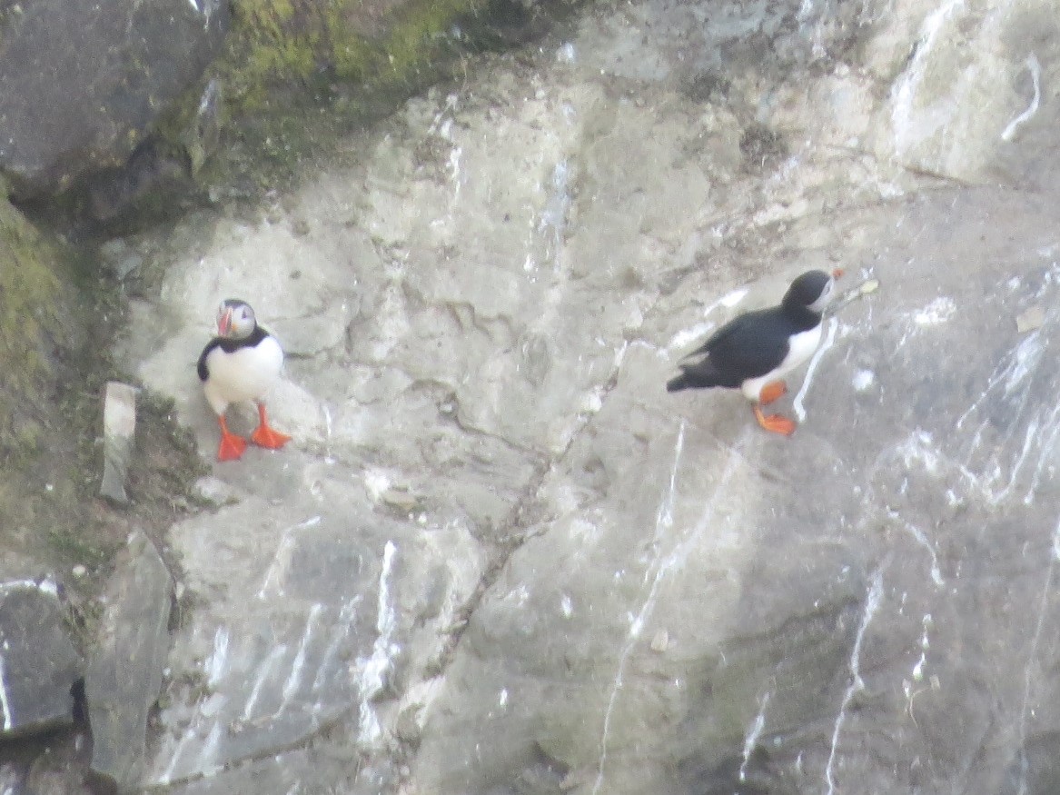 Puffins are back on South Stack, Anglesey [sorry for blurry bridge camera pic]