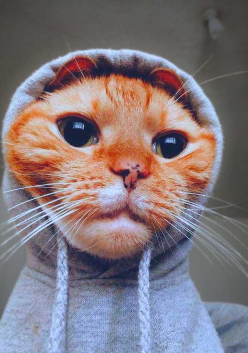 HoodieCatCoin's tweet image. gm Solana, put on the HOODIE.