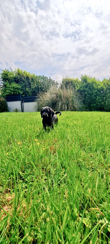 So the time has come. After losing my boy Jac late last year, there is a new addition to the family. Welcome to Cadi the LabraDoodle. A very confident pup & settling in to her new home in Ogmore by sea. Losing Jac was heartbreaking but the time is right. ❤️🐕