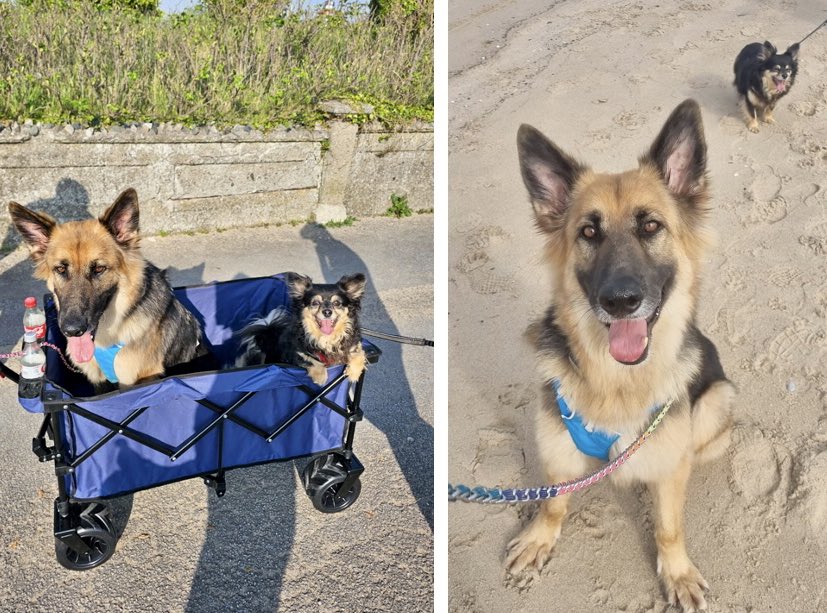 Brego on his trial with his little pal Hugo on his way to the beach 🏖️ His folks decided to get him used to riding in a cart incase he ever needs one - what with him being a tripaw 🥰 Little Hugo thinks it’s the best thing ever!