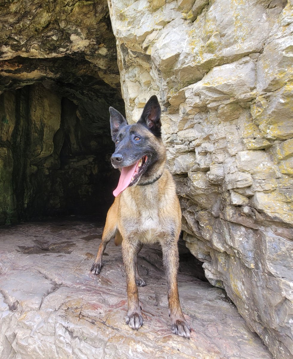 A concern for male was reported &amp; it was suspected he was in possession of a knife. 
Male was found in a park by <a href="/NEDerbysPolice/">North East Derbyshire Police</a> but he wouldn't stop &amp; was being abusive towards officers.  PD Tally soon arrived &amp; changed the dynamics and the male was safely detained!
#GameChanger
