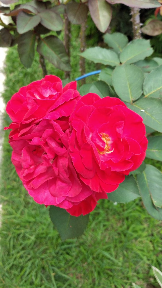 Today is a very special day for all of us, as it is Mother's Day in Brazil. Congratulations to all mothers worldwide.