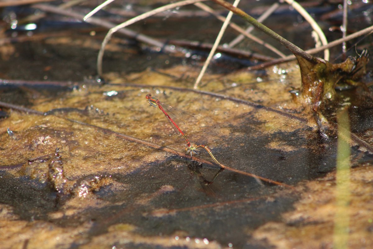 Our Nightjars have arrived for Summer, and the heat has brought out the Dragonflies and Reptiles this week! Find out more about what happened this week at our Dorset reserves on our latest Weekly Roundup Blog: community.rspb.org.uk/placestovisit/…