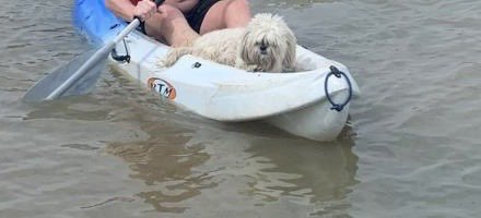 So the family went kayaking today …. I go along as you do and then guess who had to experience it as well? Yes …. Me! I’ll be honest I couldn’t wait to get out the thing 🐾