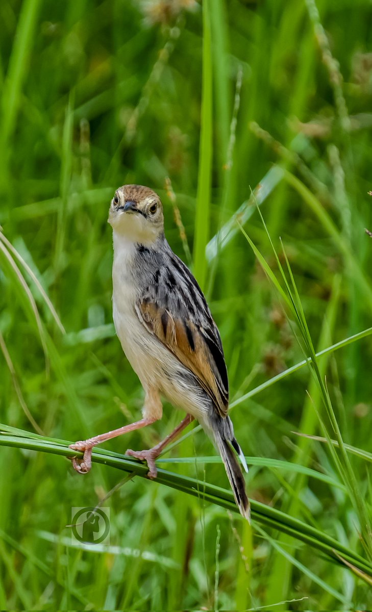 Winding Cisticola - Cisticola marginatus 

Amboseli National Park,Kenya.(April 2024)

#martowanjohiphotography #birdwatching254 #birdwatchingwithamrtowanjohi #BirdsSeenIn2024 #TwitterNatureCommunity #cisticolas #amboseli #nikon #tamronlens #kenya #birdsplanet #bdasafaris