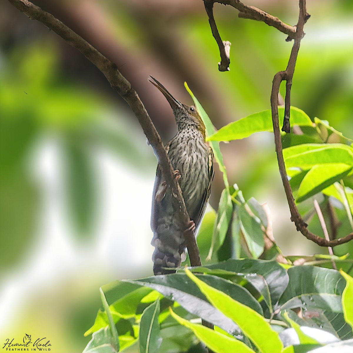 Today's special 'Nectar Feeding bills/beak' (Bill which help them to pulling nectar from deep inside flowers) Let's fill the X with Nectar Feeding birds. Streaky-breasted Spiderhunter #IndiAves #ThePhotoHour #Nectarbills