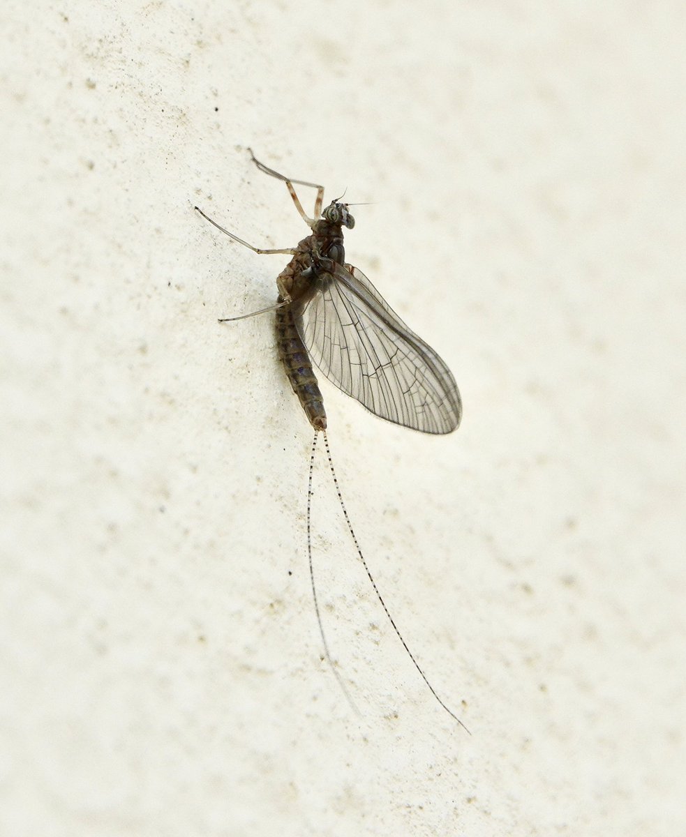 Cloeon dipterum, it may be common but I've never seen one open my garden before.#mayfly
