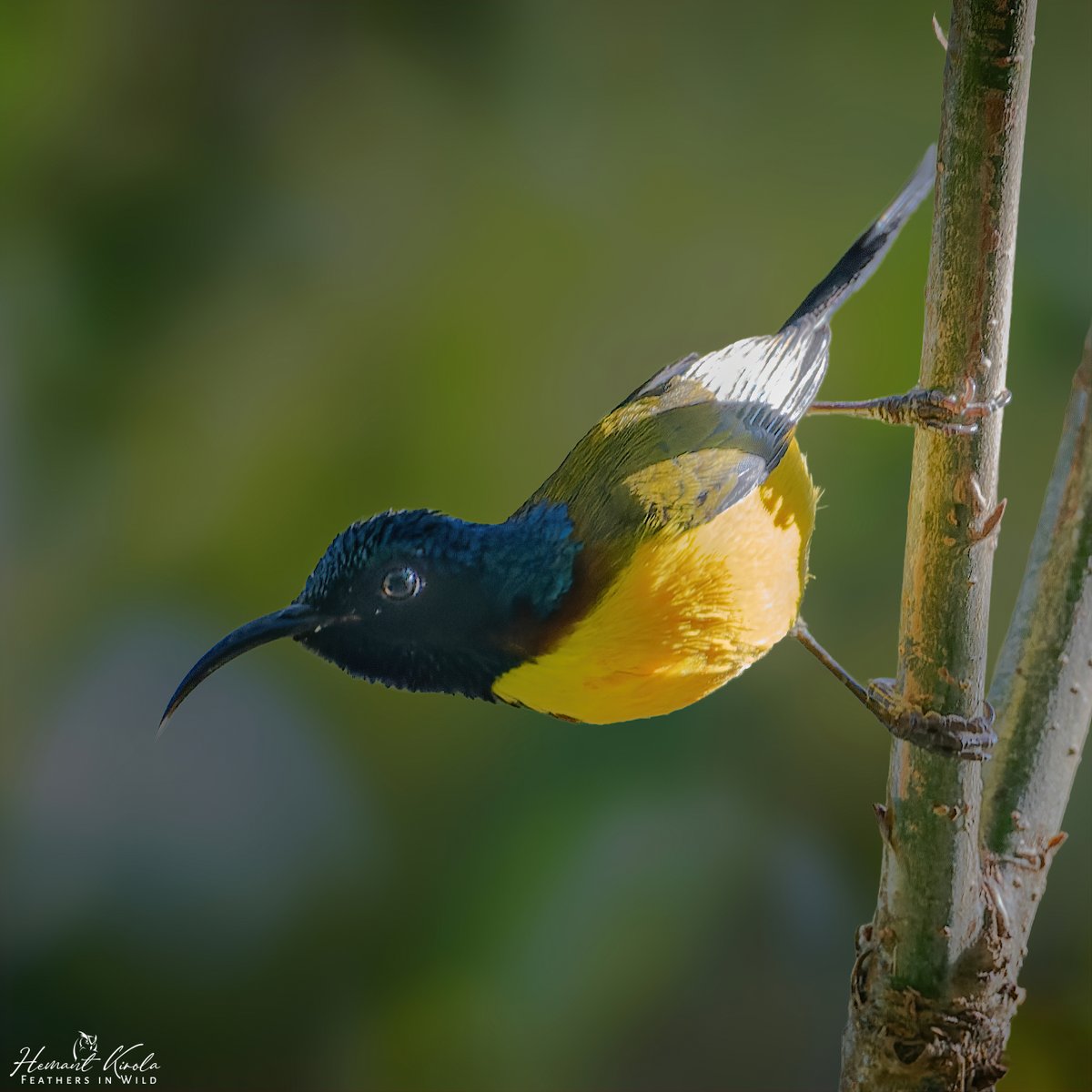 One more for 'Nectar Feeding bills/beak' (Bill which help them to pulling nectar from deep inside flowers) Let's fill the X with Nectar Feeding birds. Green-tailed Sunbird Do you know, they also called as Nepal Yellow-backed Sunbird #IndiAves #ThePhotoHour #Nectarbills