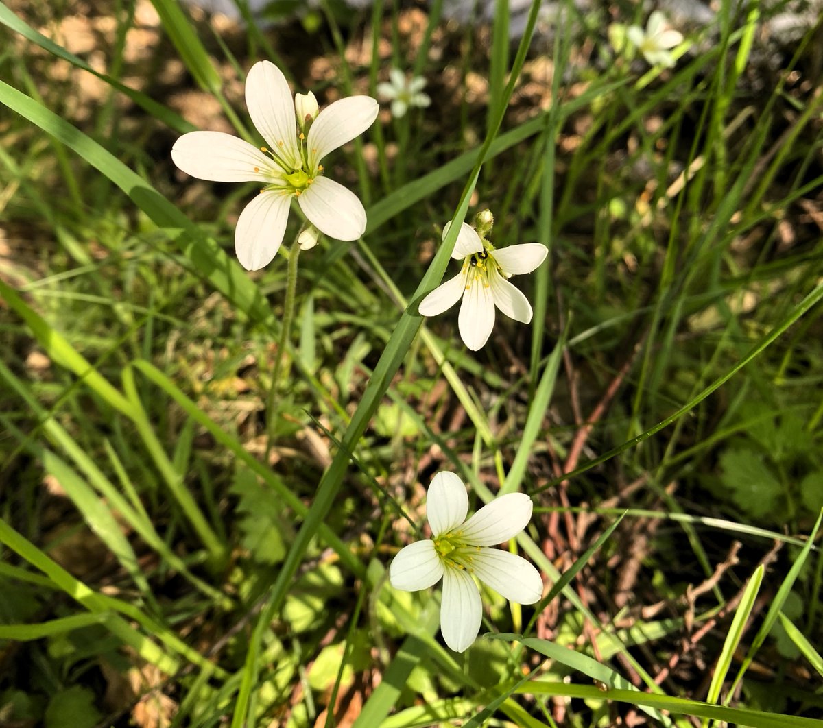 Meadow saxifrage prospering on the banks of the River Devon in #Clackmannanshire #wildflowerhour @BSBIScotland