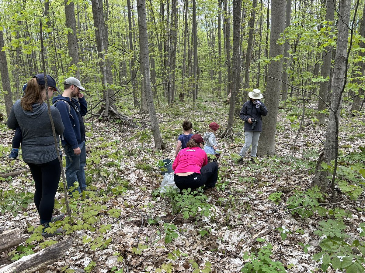 Cueillette d’ail des bois à Rigaud