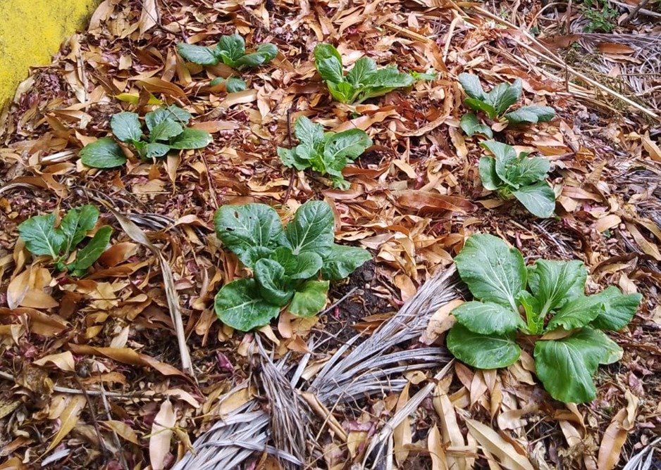 AGRI_AIDE's tweet photo. Crops grown by myself, with mulching approx. 1 foot down, prior to the Grenada 2024 drought &amp; May 2024 drought #water restrictions, are still alive to date. 

Drought emergency fines for not adhering to water restrictions https://t.co/0Bs8HLKrWA

#Grenada #Caribbean #FoodSecurity https://t.co/bHoJYomvkJ