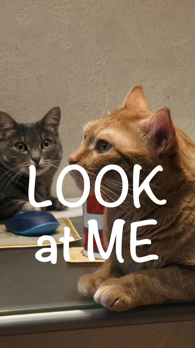 Look at me #cats #love #feelings Edited in #DavinciResolve credit: bobarev.com
youtube.com/shorts/6bfBtQj…