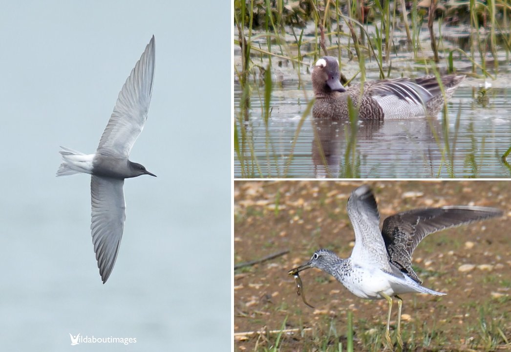 A pretty mixed bag … in the #Northantsbirds Newsround, 4th to 10th May 2024 northantsbirds.com/2024/05/11/new…