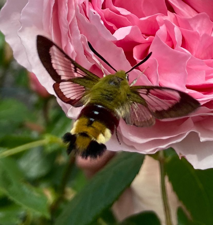 I was just taking a photo of one of our roses this afternoon and then this flew in front of the camera. Couldn’t have lined it up better if I’d tried. (Hemaris fuciformis, known as the broad-bordered bee hawk-moth - and of course I recognised it straight away 😉)