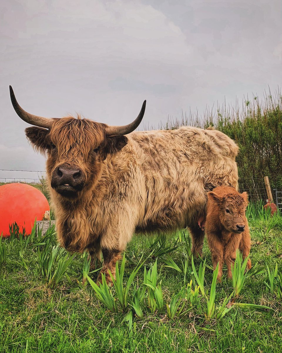 Finally after several unsuccessful  attempts today we finally managed to get closed to Möön’s calf.
It’s a girl.
We decided to call her…
Aurora
✨✨✨💕

#sundayvibes #GoodVibesOnly #farming #croft #jefinuist #outerhebrides #Scotland #StormHour