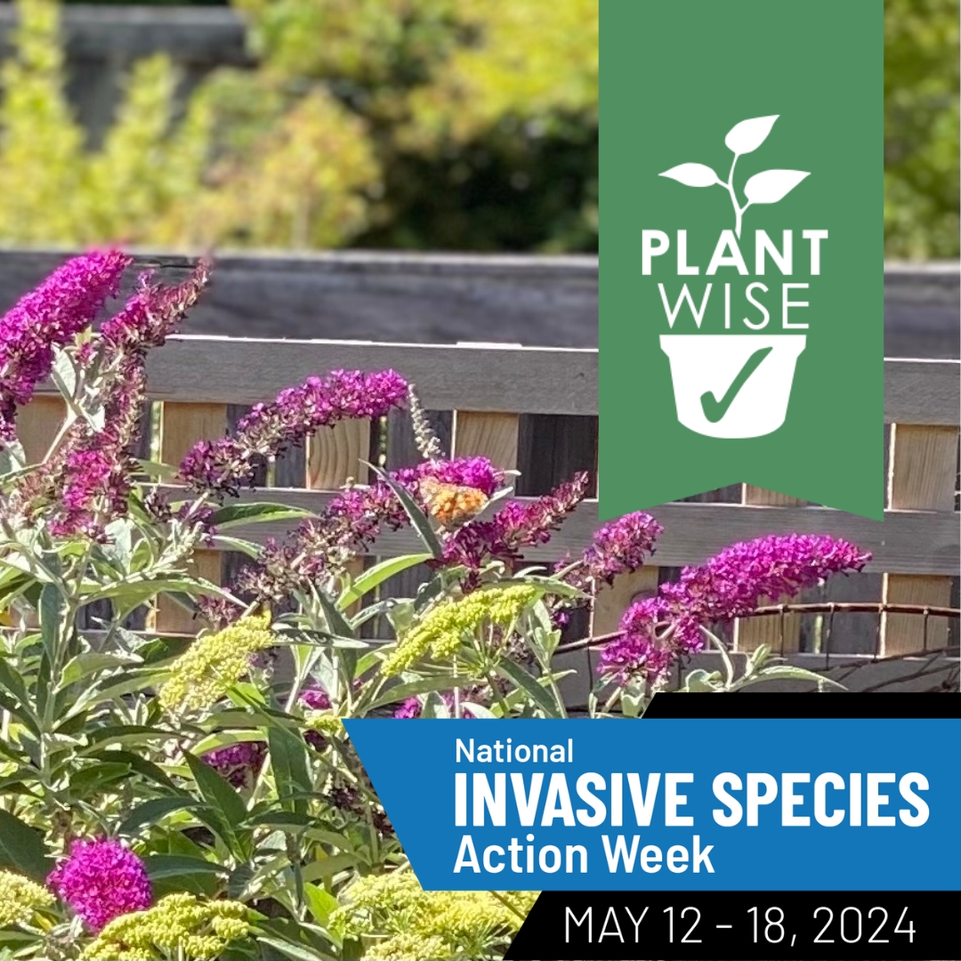 Today marks the beginning of National Invasive Species Action Week (#NISAW). To learn how you can help keep habitat healthy for native plants, birds and animals, check out <a href="/CanadaInvasives/">CCIS</a>.