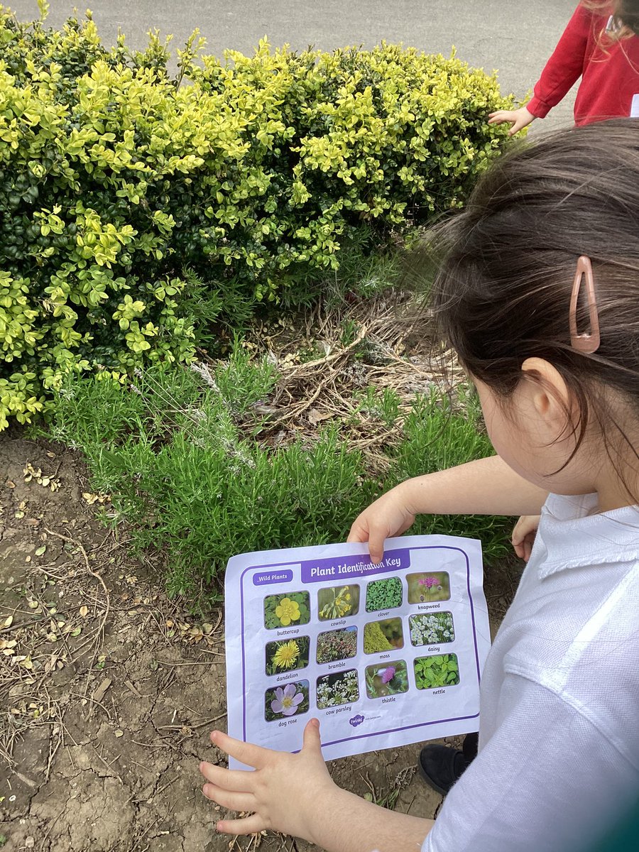 During our STEM lessons we have been learning about wild and garden flowers. We took a walk around the school to see which ones we could find. #harrowgateacademy #harrowgateSTEM