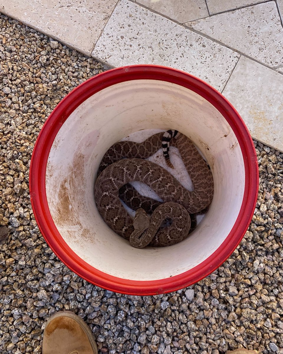 A 2 for 1 rattlesnake removal. While doing some home maintenance, a homeowner was rattled by what was assumed to be one Western Diamondback Rattlesnake under the pool heater, where a second was found minutes later.